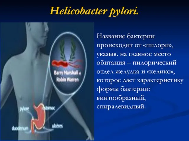 Helicobacter pylori. Название бактерии происходит от «пилори», указыв. на главное