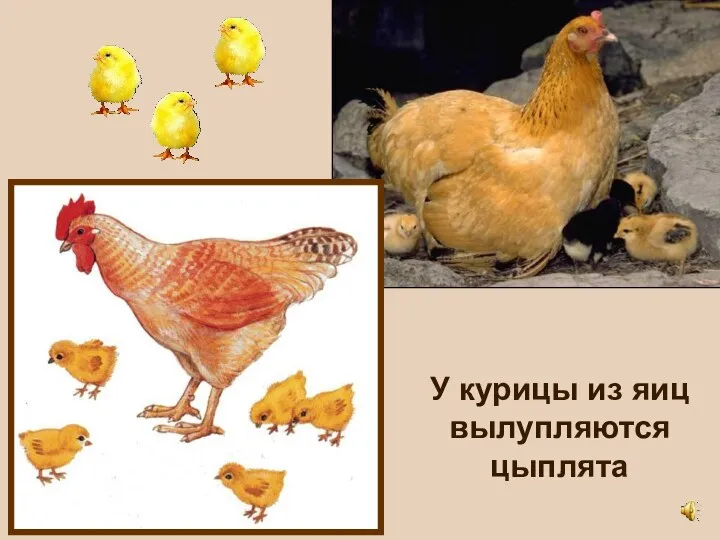 У курицы из яиц вылупляются цыплята