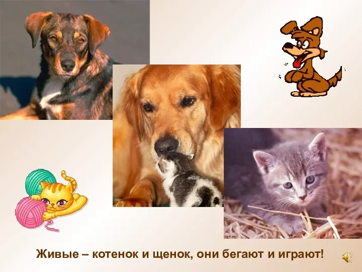 Живые – котенок и щенок, они бегают и играют!