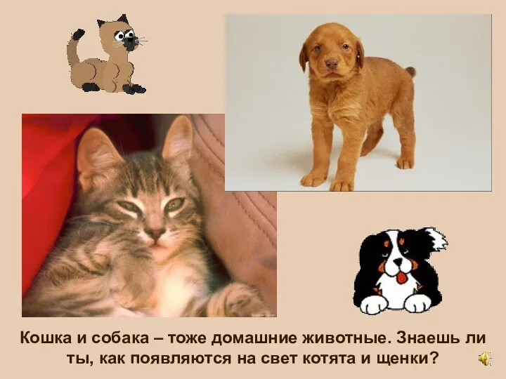 Кошка и собака – тоже домашние животные. Знаешь ли ты, как появляются на