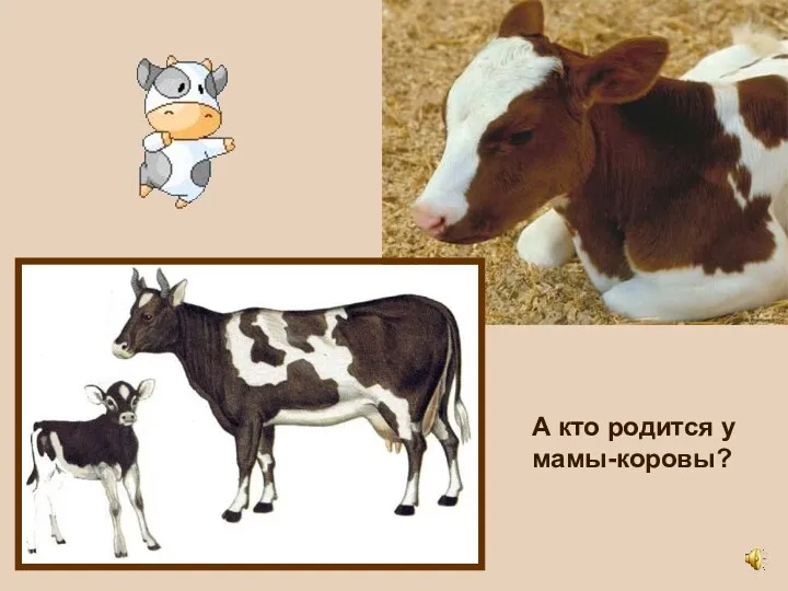 А кто родится у мамы-коровы?