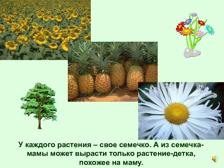 У каждого растения – свое семечко. А из семечка-мамы может вырасти только растение-детка, похожее на маму.