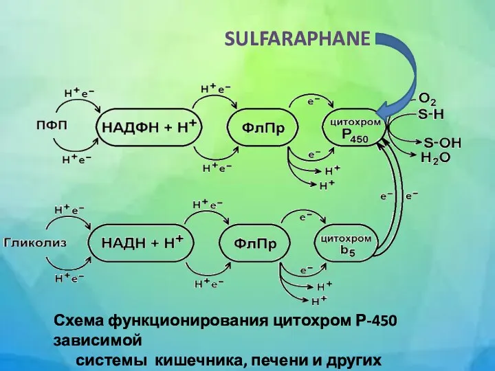 Схема функционирования цитохром Р-450 зависимой системы кишечника, печени и других органов. SULFARAPHANE