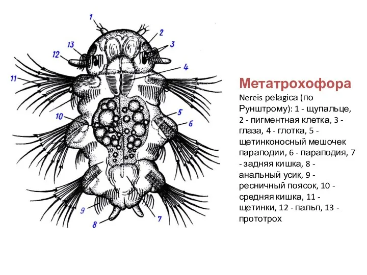 Метатрохофора Nereis реlаgiса (по Рунштрому): 1 - щупальце, 2 - пигментная клетка, 3