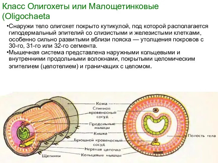 Класс Олигохеты или Малощетинковые (Oligochaeta Снаружи тело олигохет покрыто кутикулой, под которой располагается