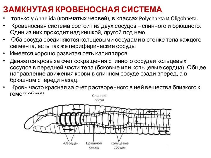 ЗАМКНУТАЯ КРОВЕНОСНАЯ СИСТЕМА только у Annelida (кольчатых червей), в классах Polychaeta и Oligohaeta.