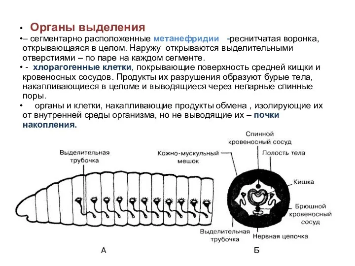 Органы выделения – сегментарно расположенные метанефридии -реснитчатая воронка, открывающаяся в