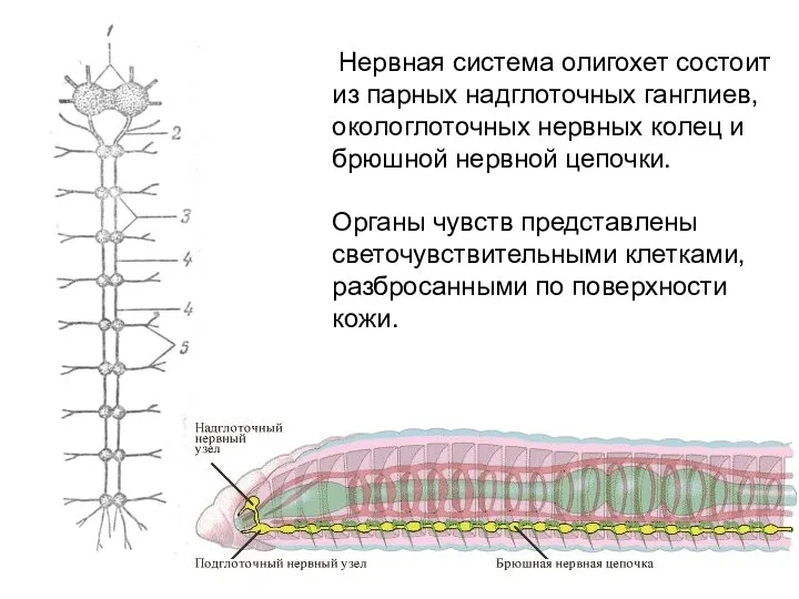 Нервная система олигохет состоит из парных надглоточных ганглиев, окологлоточных нервных колец и брюшной
