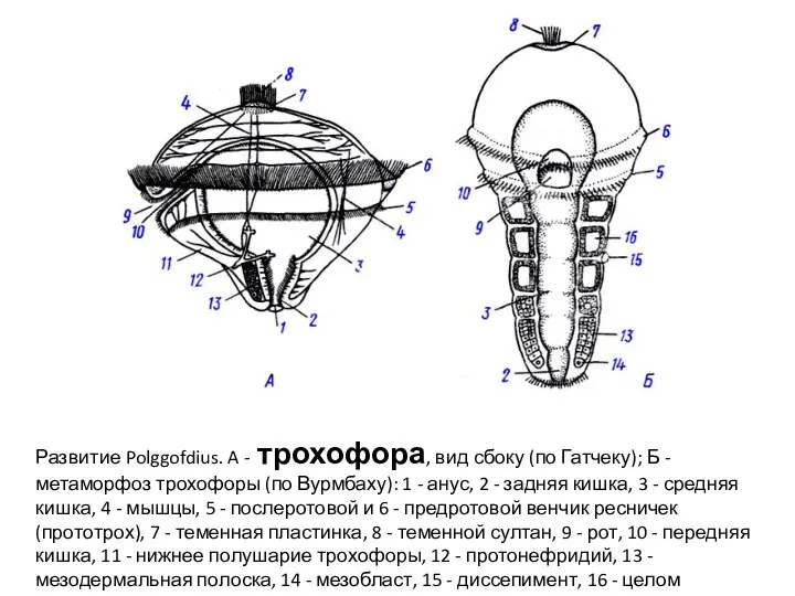 Развитие Polggofdius. A - трохофора, вид сбоку (по Гатчеку); Б - метаморфоз трохофоры