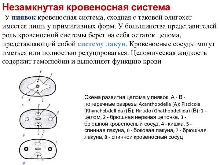 Незамкнутая кровеносная система У пиявок кровеносная система, сходная с таковой олигохет имеется лишь