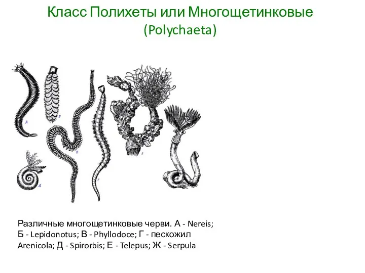 Класс Полихеты или Многощетинковые (Polychaeta) Различные многощетинковые черви. А - Nereis; Б -