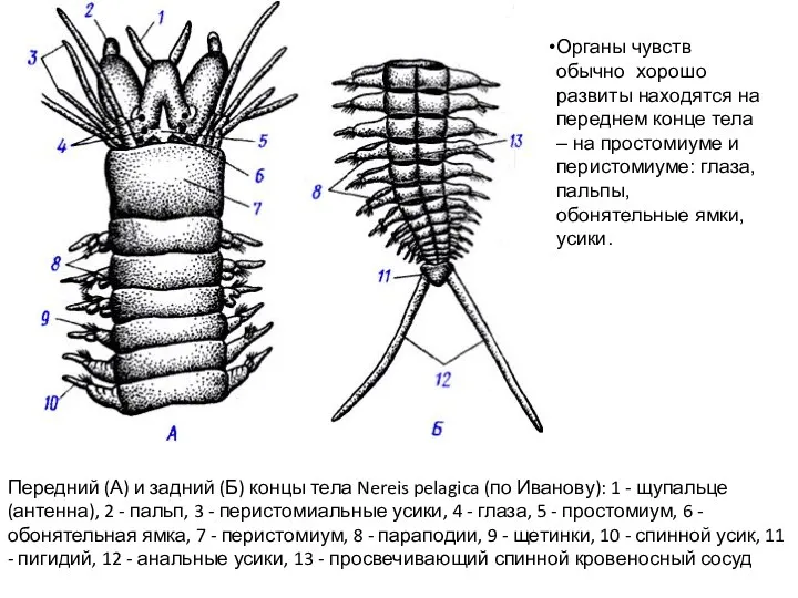 Передний (А) и задний (Б) концы тела Nereis pelagica (по Иванову): 1 -