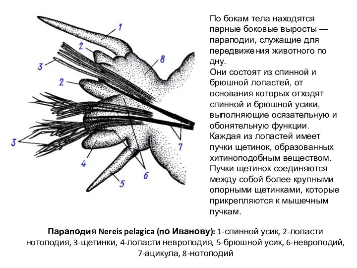 Параподия Nereis pelagica (по Иванову): 1-спинной усик, 2-лопасти нотоподия, 3-щетинки, 4-лопасти невроподия, 5-брюшной
