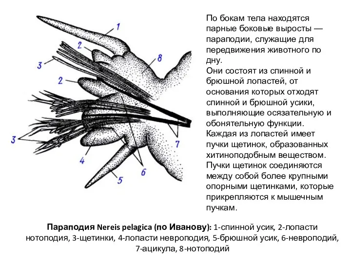 Параподия Nereis pelagica (по Иванову): 1-спинной усик, 2-лопасти нотоподия, 3-щетинки,