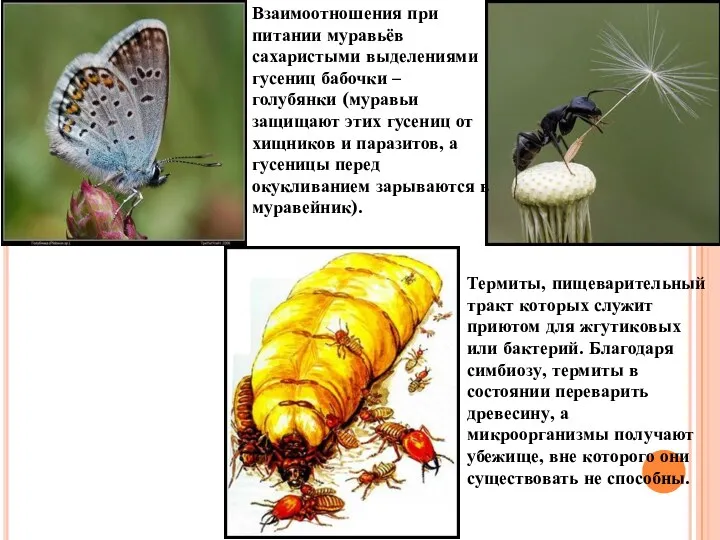 Взаимоотношения при питании муравьёв сахаристыми выделениями гусениц бабочки – голубянки