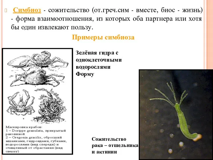 Симбиоз - сожительство (от.греч.сим - вместе, биос - жизнь) - форма взаимоотношения, из