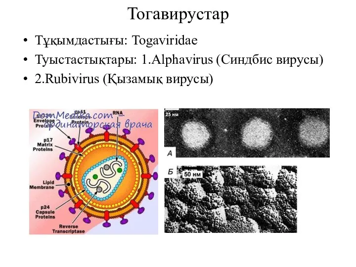 Тогавирустар Тұқымдастығы: Togaviridae Туыстастықтары: 1.Alphavirus (Синдбис вирусы) 2.Rubivirus (Қызамық вирусы)