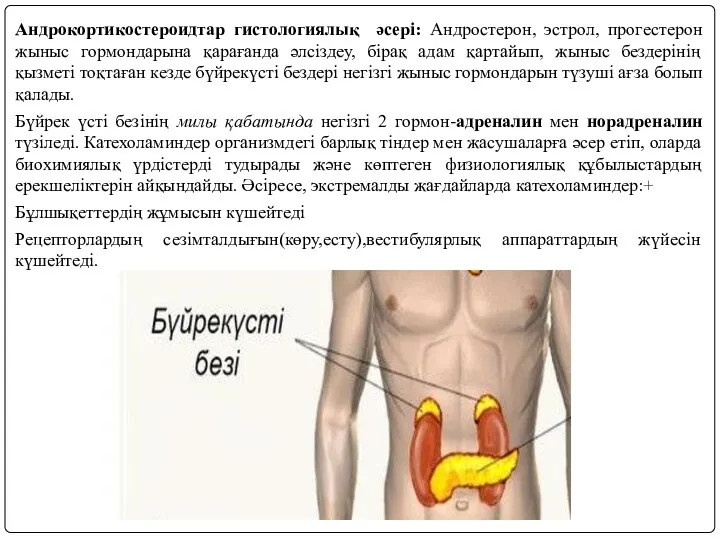 Андрокортикостероидтар гистологиялық әсері: Андростерон, эстрол, прогестерон жыныс гормондарына қарағанда әлсіздеу, бірақ адам қартайып,