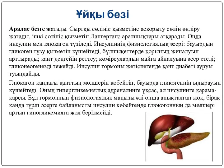 Ұйқы безі Аралас безге жатады. Сыртқы сөлініс қызметіне асқорыту сөлін өндіру жатады, ішкі