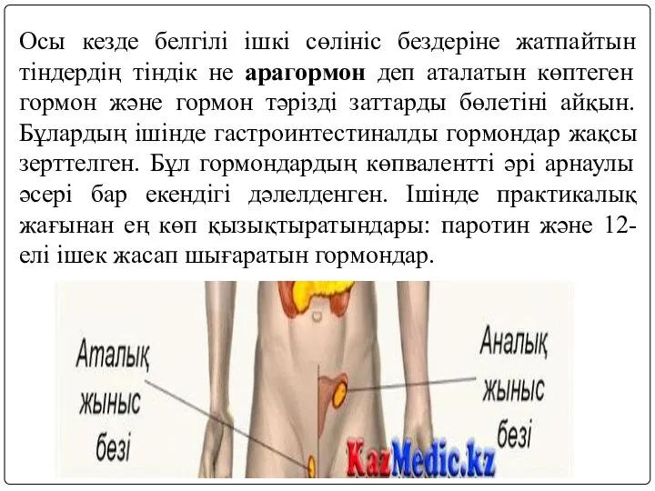 Осы кезде белгілі ішкі сөлініс бездеріне жатпайтын тіндердің тіндік не