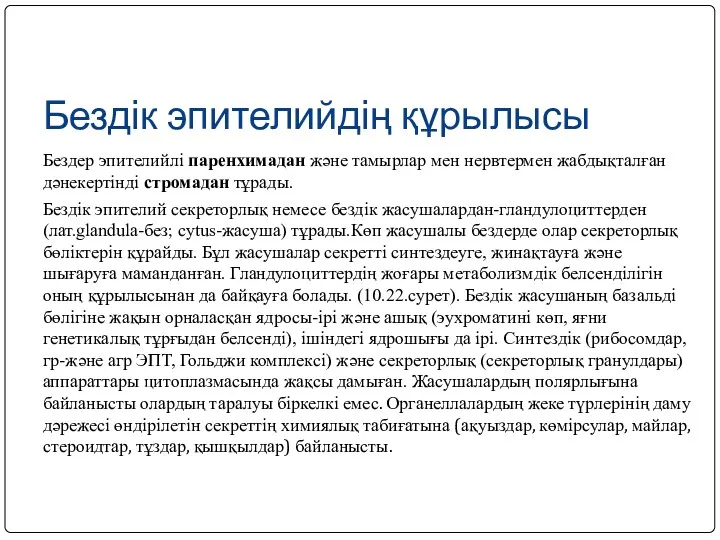 Бездік эпителийдің құрылысы Бездер эпителийлі паренхимадан және тамырлар мен нервтермен жабдықталған дәнекертінді стромадан