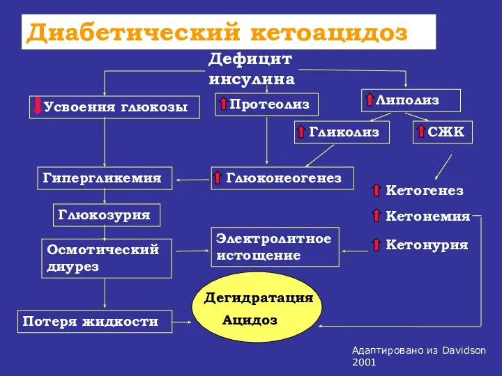 Дефицит инсулина Усвоения глюкозы Липолиз Гипергликемия Глюконеогенез Гликолиз СЖК Кетогенез