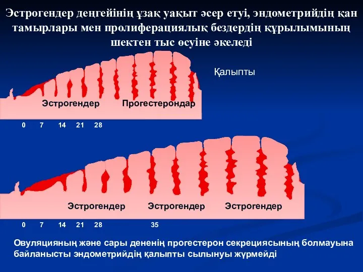 Эстрогендер деңгейінің ұзақ уақыт әсер етуі, эндометрийдің қан тамырлары мен