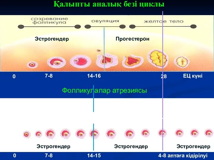 Қалыпты аналық безі циклы Фолликулалар атрезиясы Эстрогендер Эстрогендер 0 7-8