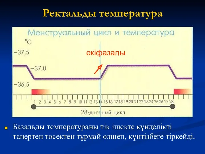 Ректальды температура Базальды температураны тік ішекте күнделікті таңертең төсектен тұрмай өлшеп, күнтізбеге тіркейді. екіфазалы