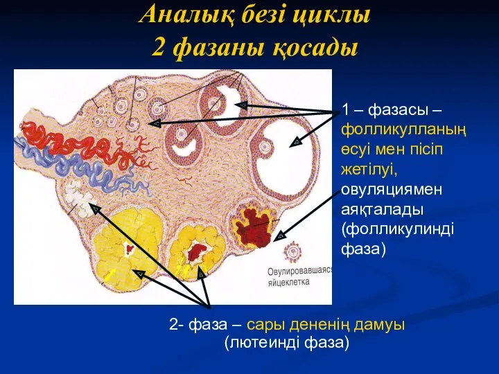 Аналық безі циклы 2 фазаны қосады 2- фаза – сары