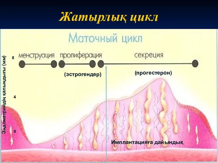 Жатырлық цикл Имплантацияға дайындық (эстрогендер) (прогестерон) Эндометрийдің қалыңдығы (мм) 0 4 8