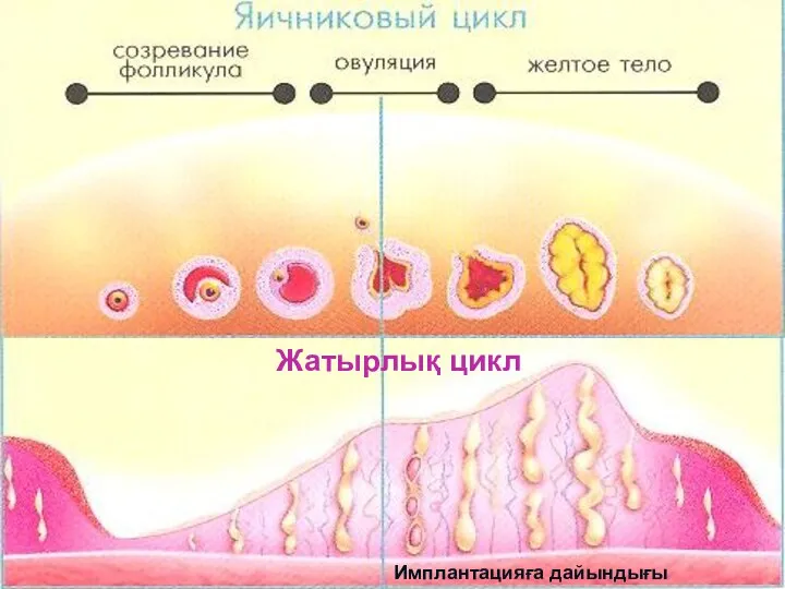 Имплантацияға дайындығы (эстрогены) (прогестерон) 8 Жатырлық цикл