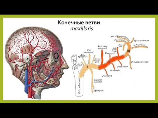 Конечные ветви a. maxillaris