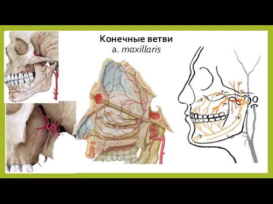 Конечные ветви a. maxillaris