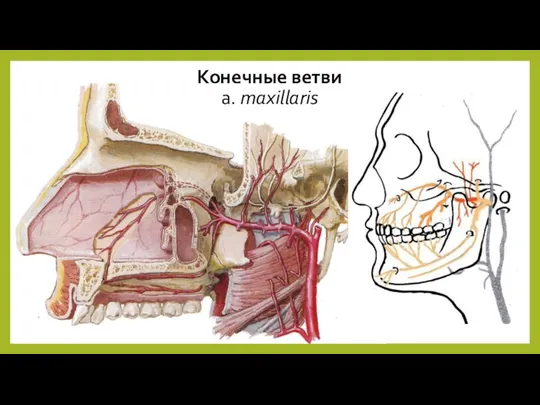 Конечные ветви a. maxillaris