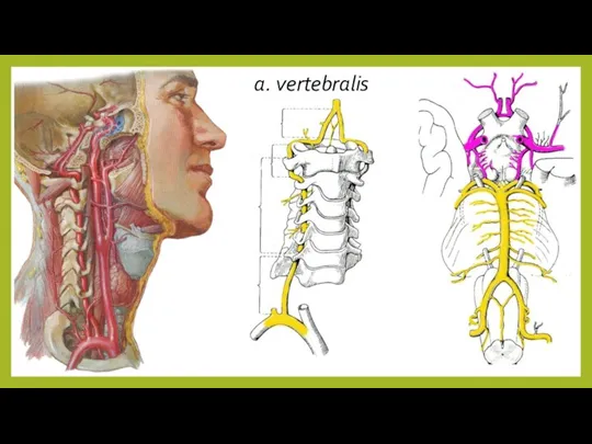 a. vertebralis