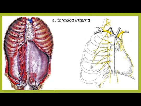 a. toracica interna