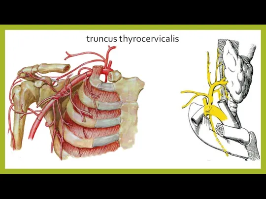 truncus thyrocervicalis