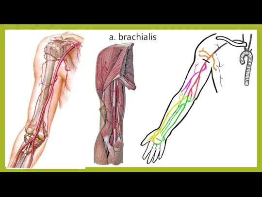 a. brachialis