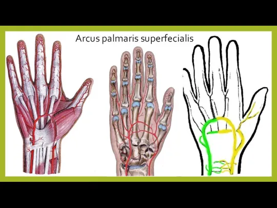 Arcus palmaris superfecialis