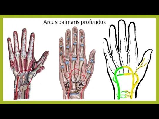 Arcus palmaris profundus