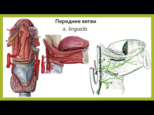 Передние ветви a. lingualis