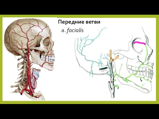 Передние ветви a. facialis