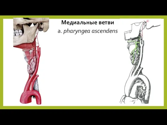 Медиальные ветви a. pharyngea ascendens