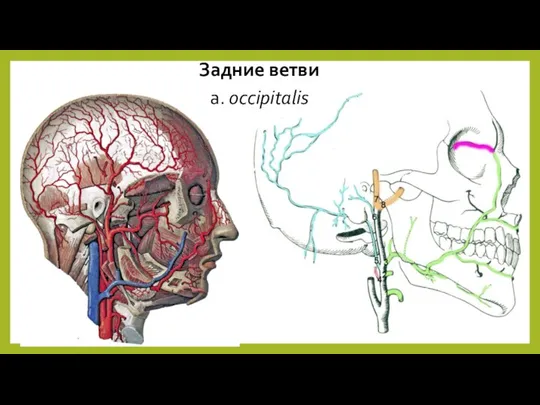 Задние ветви a. occipitalis