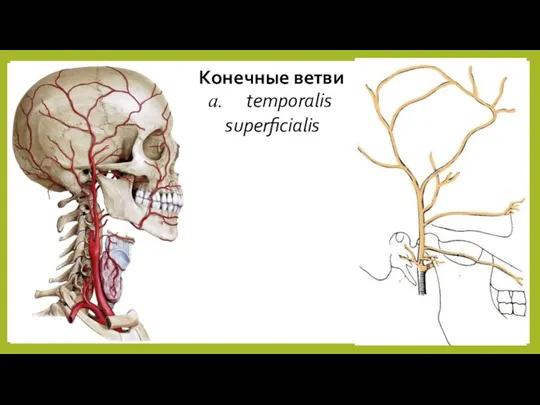 Конечные ветви temporalis superficialis