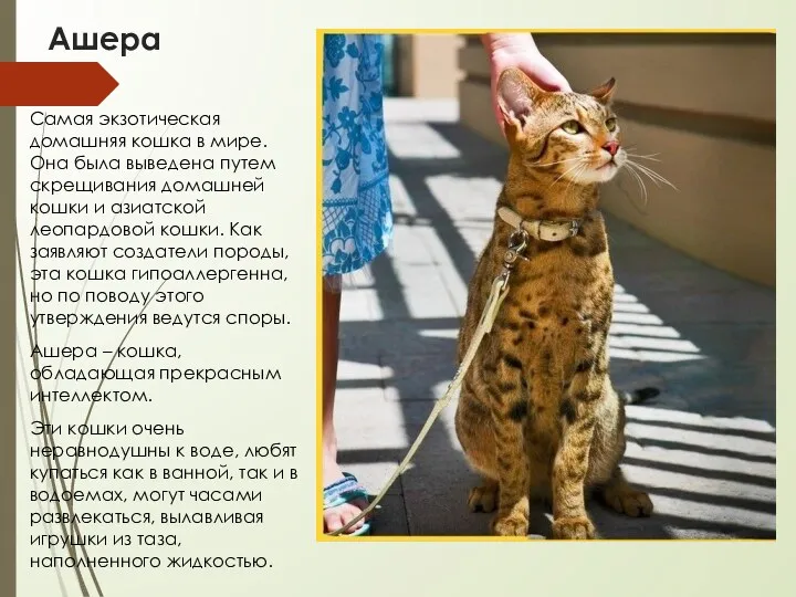 Ашера Самая экзотическая домашняя кошка в мире. Она была выведена путем скрещивания домашней