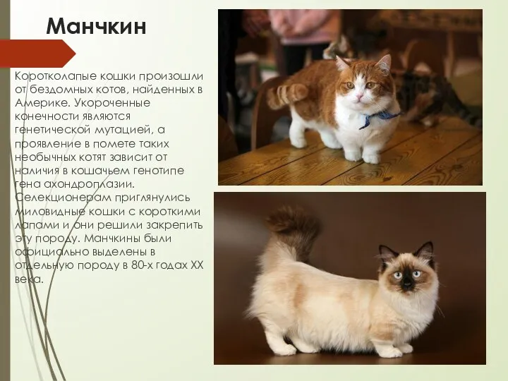 Манчкин Коротколапые кошки произошли от бездомных котов, найденных в Америке. Укороченные конечности являются