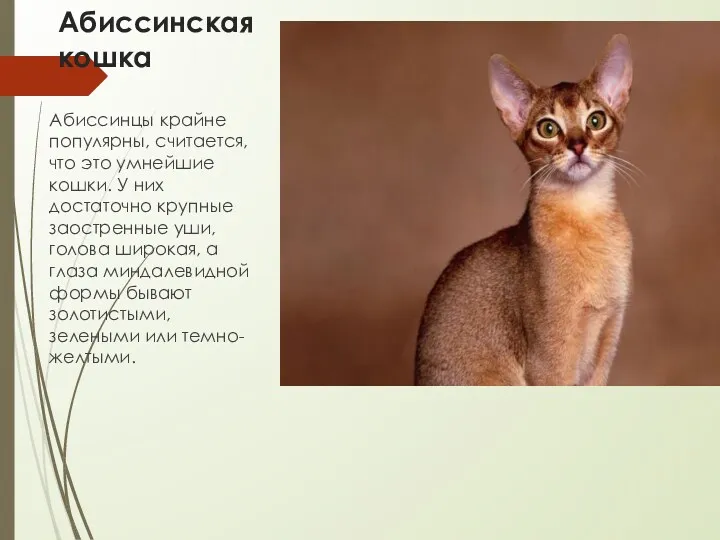 Абиссинская кошка Абиссинцы крайне популярны, считается, что это умнейшие кошки. У них достаточно