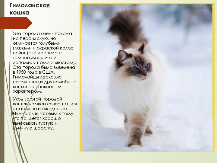 Гималайская кошка Эта порода очень похожа на персидскую, но отличается голубыми глазами и
